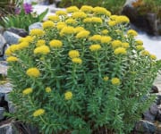 Rhodiola’s Life-Enhancing Benefits