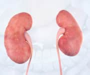 Our Fragile Kidneys