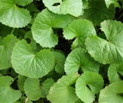 SIDEBAR IMAGE ALT TEXT