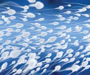 Beyond Erectile Dysfunction—Improving Sperm Quality