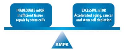 Optimize AMPK to Balance mTOR signaling