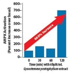 AMPK-Boosting Effects of Gynostemma pentaphyllum