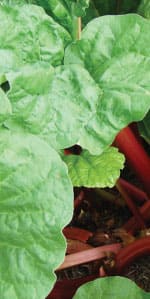 Siberian Rhubarb