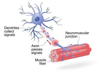 Neurological Contributions to Age-Related Muscular Dysfunction