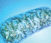 Image of Mitochondria