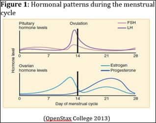 Hormonal patterns during the menstrual cycle