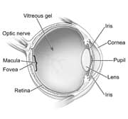 Structures of the eye
