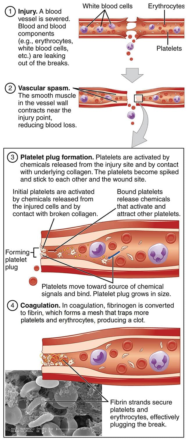 Mechanism Of Blood Clotting