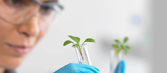 Person in goggles looking at leaves in test tubes