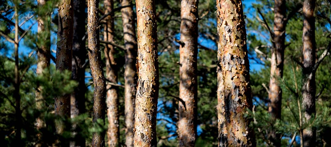 Beautiful spring forest