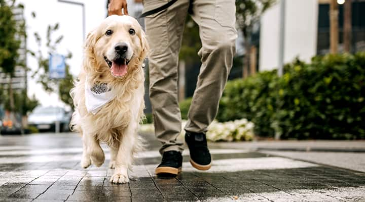 A walk with your dog is a great way to enjoy morning sunlight