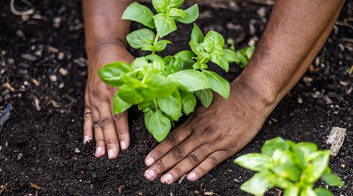 Modern agricultural practices contribute to the degradation of nutrients in food