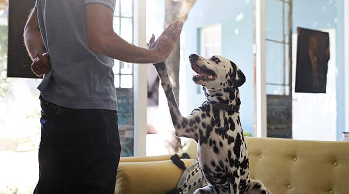 Calming supplement for dogs can help manage a healthy stress response