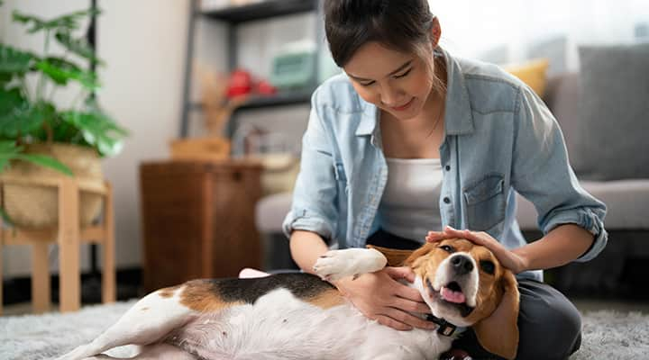 Calming chews can help support your dog's healthy stress response