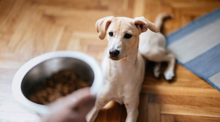 Choose nutrient-rich foods for your pup