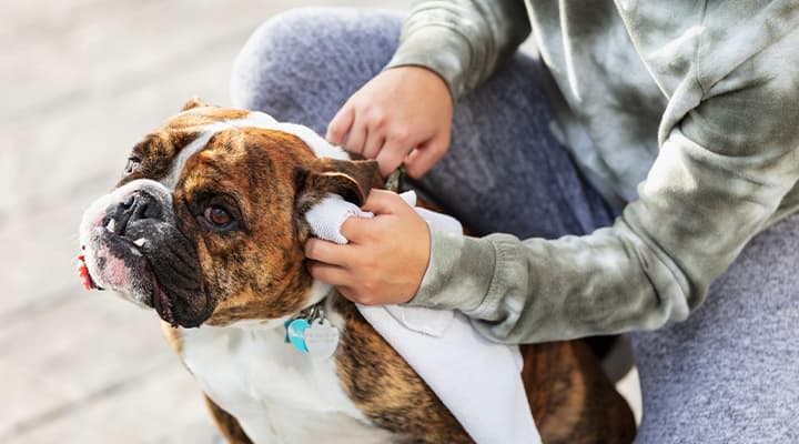 See if your dog’s ears are healthy