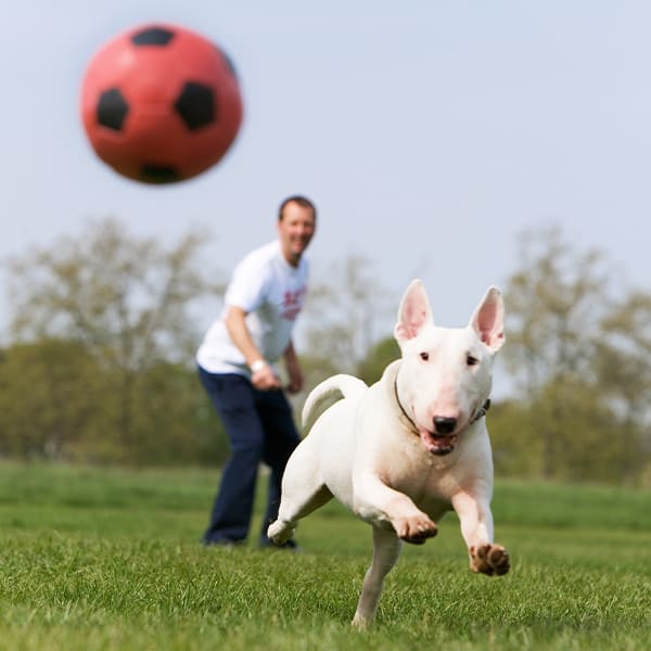 Joint supplements for dogs can help them maintain joint health and comfort