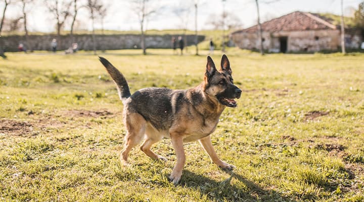 Active ingredients in joint supplements, like chondroitin, help support connective tissue like cartilage