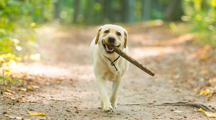 Happy dog playing with a stick