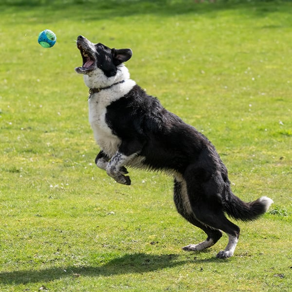 Canine joint supplements are a proactive way to offer your pooch joint support