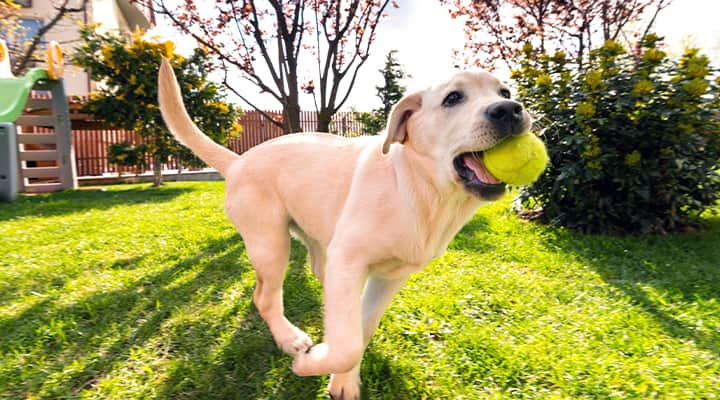 A multivitamin keeps your dog healthy so they can keep playing catch for years to come