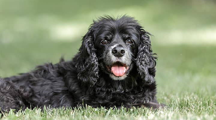 A dog multivitamin can help support the health of your senior dog