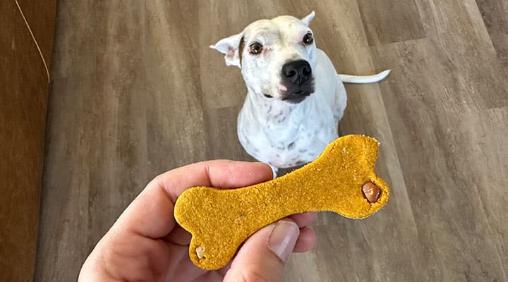 Pumpkin peanut butter dog treats are good training cookies