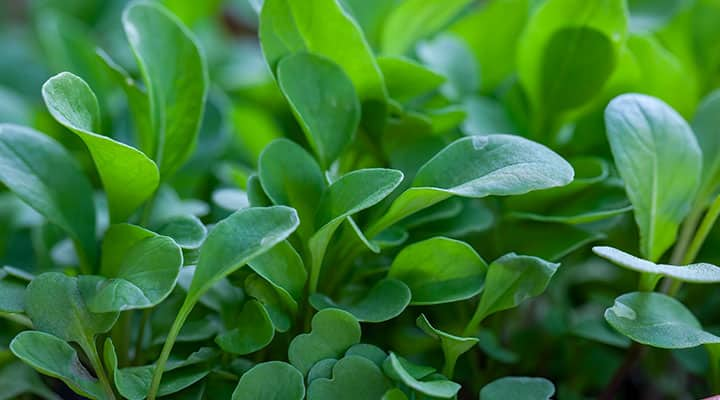 Watercress is rich in vitamins and minerals