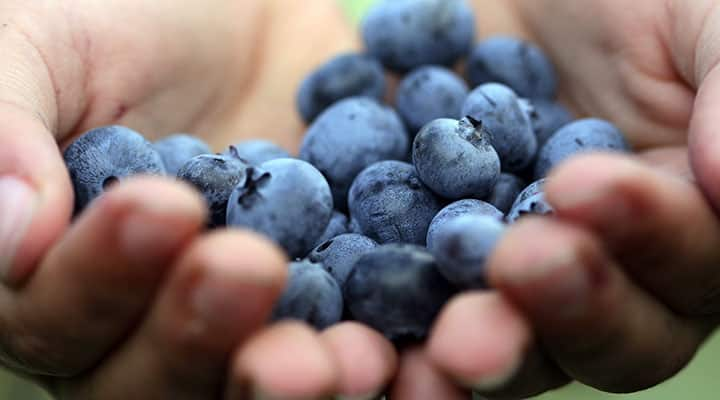 Blueberries are a rich source of anthocyanins