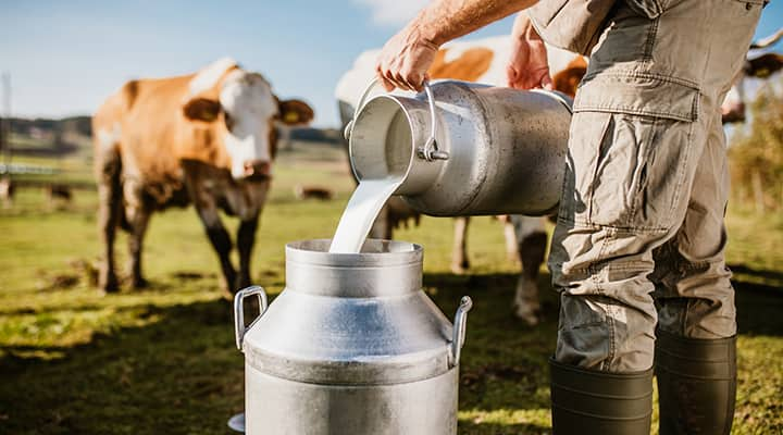 Cow's milk has health benefits