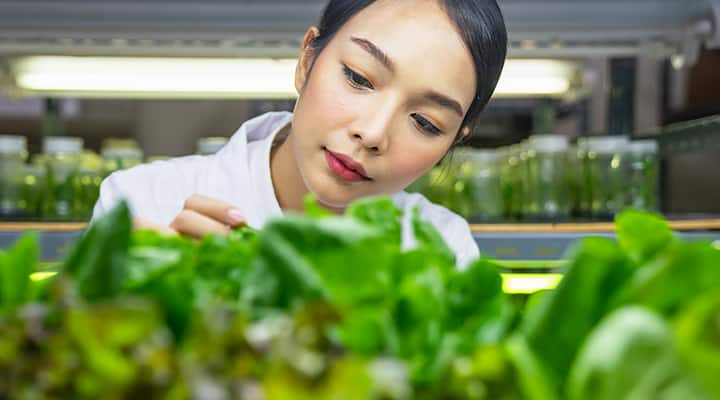 Scientist studying vegetables