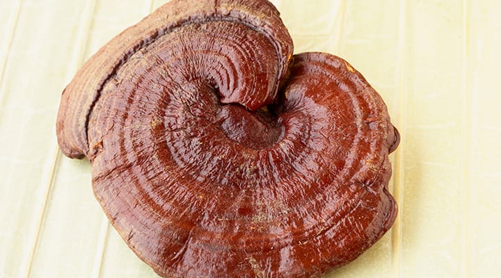 Reishi mushrooms are known for their immune support