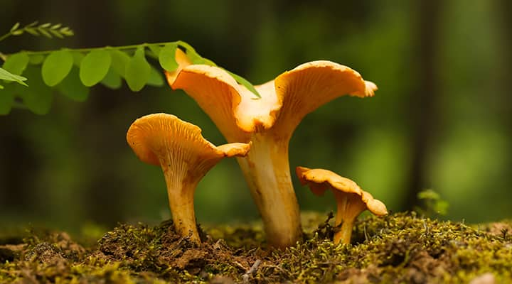 Some mushrooms grow among tree roots, so they are harder to cultivate