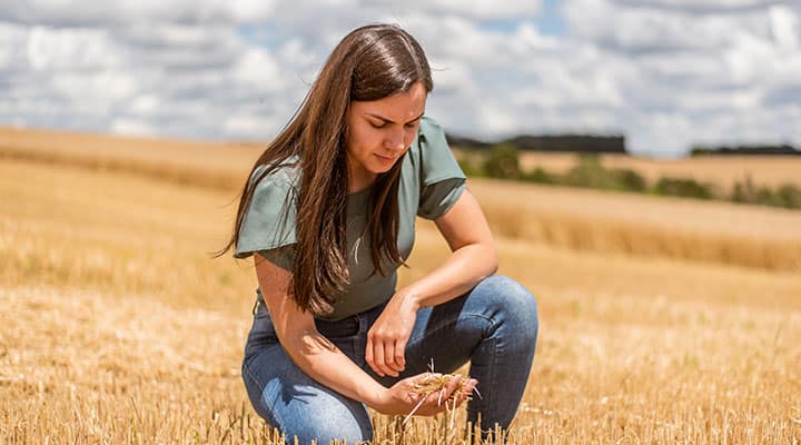 Wheat germ supports digestion, cognition and healthy aging