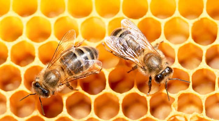 Propolis helps bees protect the hive