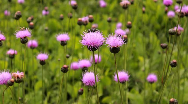 Milk thistle plants