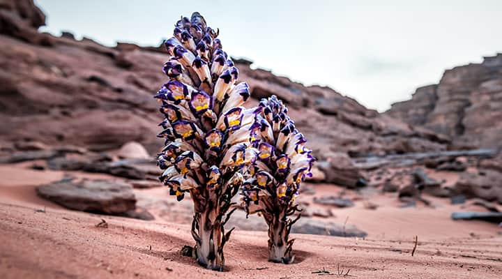 Cistanche grows in deserts