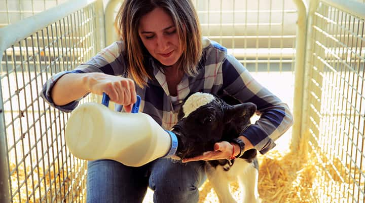 Baby cows first food