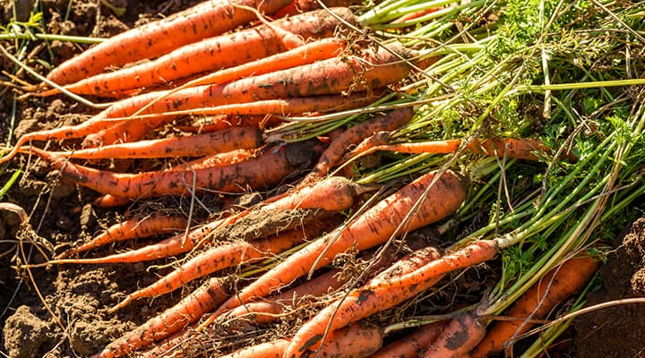 Eat your carrots for healthy eyesight