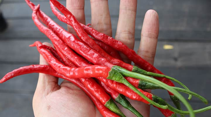 Red chili extract may support a healthy metabolism through thermogenesis