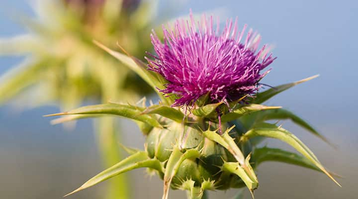 Silybum marianum is the scientific name for milk thistle