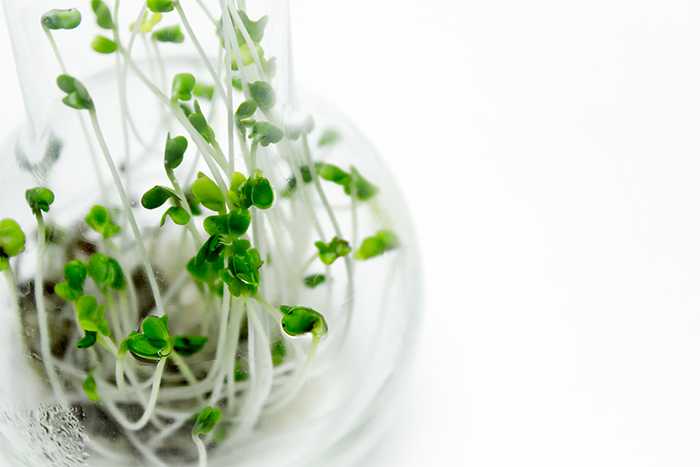 Broccoli sprout extract shows promise for head and neck cancer prevention