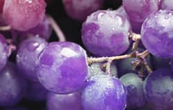 Garlic and grape seed supplementation associated with fewer blood cancers