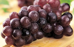 Grape seed extract goes after aggressive cancer cells 