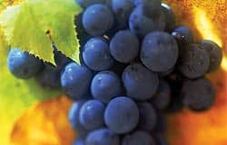 Resveratrol could help maintain senior mobility