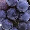 Resveratrol acts on the brain to lower insulin