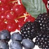 Berries improve neuronal housekeeping