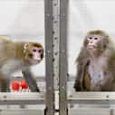 Rhesus monkeys 27-year-old Canto, on a restricted diet (left), and 29-year-old Owen, a control subject on an unrestricted diet (right), were photographed at the Wisconsin National Primate Research Center at the University of Wisconsin-Madison on May 28, 2009. Canto and Owen were among the subjects in a pioneering long-term study of the links between diet and aging in rhesus macaque monkeys.