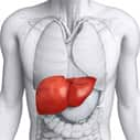 Nicotinamide riboside shows promise as liver cancer preventive