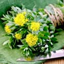 Rhodiola promising as antidepressant alternative